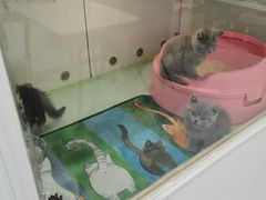 -糯米喵星人·撸猫猫舍咖啡馆(西市场嘉华店)