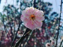 -白塘生态植物园