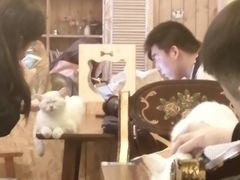 -猫色咖啡·猫咖