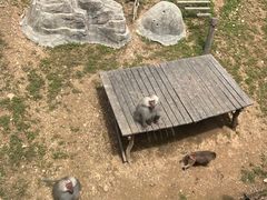 -大连森林动物园