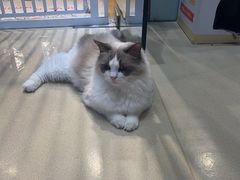 -藏猫猫咖啡主题馆(中央大道店)