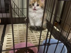 -关爱宠物医院·猫科中心·消化科(滨湖万达分院)