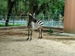 -广东茂名森林公园