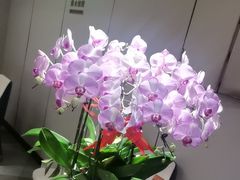 -顺峰(农展馆店)