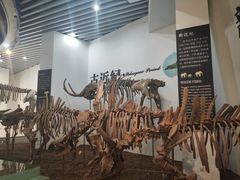 -烟台自然博物馆