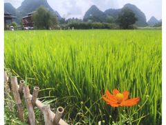 -靖西鹅泉风景区
