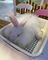 -Moni星球萌宠·小马宝莉·灵蛇·高端高阶全萌宠互动体验俱乐部(红豆国际广场店)