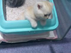 -喵的天空名猫咖啡馆·撸猫·猫舍·用品