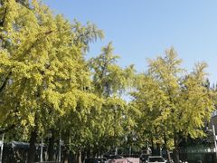 -三里屯东五街银杏大道
