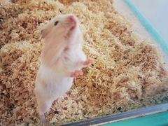 -怪兽屋·羊驼·猫咖·狗咖(俊华广场店)