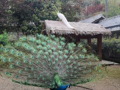 -黔灵山公园
