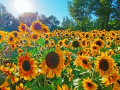 -长白岛森林公园