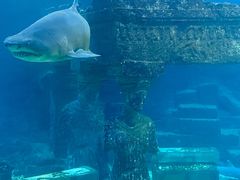 -海合安青岛极地海洋公园