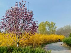 -永定河休闲森林公园