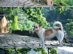 -杨家堂村