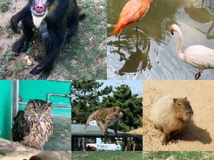 -西霞口神雕山野生动物世界