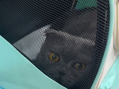 -四月宠物医院·猫专科·心脏专科·内科(转塘店)