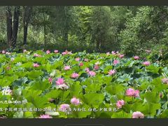 -洛阳市隋唐城遗址植物园