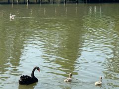 -溱湖国家湿地公园