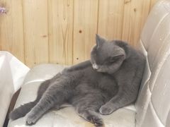 -猫色咖啡·猫咖