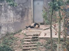 -中国大熊猫保护研究中心雅安碧峰峡基地