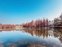 -白鹭湾湿地公园