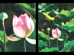 -荔湾湖公园