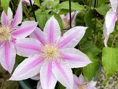 -双季花艺园艺市场(浦东店)