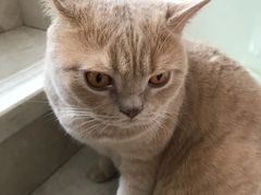 -Catmate·猫肥家润(金润铂宫店)