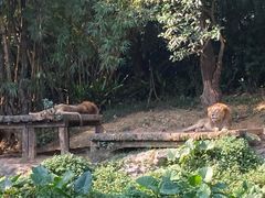 -广州长隆野生动物世界