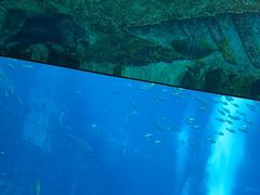 -亚特兰蒂斯•OSSIANO奥西亚诺海底餐厅