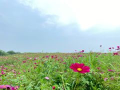 -空港花田景区