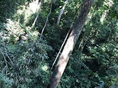 -西双版纳原始森林公园