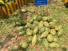 -中国科学院西双版纳热带植物园