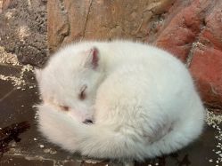 -Zoolung Zoolung动物主题公园(海信广场店)