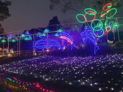 -大塘金香草谷