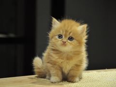 -啵啵喵·猫咖(攀华国际店)