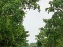 -会仙湿地