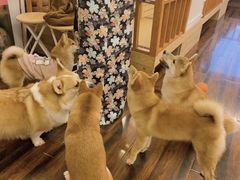 -豆柴町-柴犬主题狗咖(红鼎国际C座店)