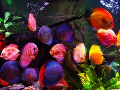 -上海海洋水族馆