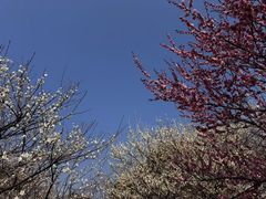-香雪海