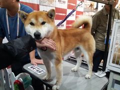 -东浩兰生上海世博展览馆