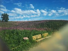 -北纬44度·金珠花海休闲农业旅游景区