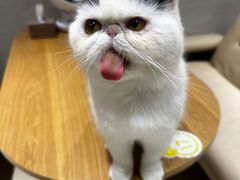 -藏猫猫咖啡主题馆(中央大道店)