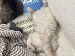 -瑞派·关忠动物医院·猫专科·犬专科(三环新城店)