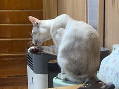 -MOCHA明星猫咖(田子坊店)