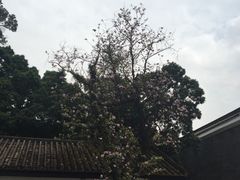 -长洲岛