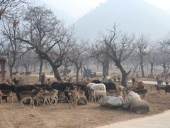 -西安秦岭野生动物园