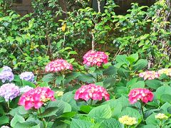 -共青国家森林公园-售票处