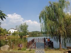 -大塘金香草谷